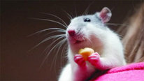 Icon for: A Rat Model of Speech: Cortical Encoding of Vocalizations