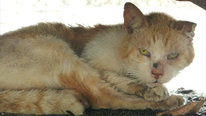 Icon for: Free-ranging cats in Old San Juan, Puerto Rico.