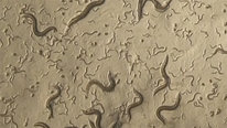 Icon for: Nematodes and fertility