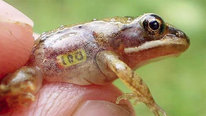 Icon for: Spatial Dynamics of Vernal Pool Amphibians