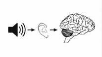 Icon for: Modeling the neuroscience of tinnitus
