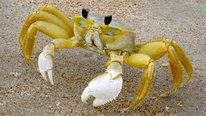 Icon for: Burrowing biomechanics in ghost crabs